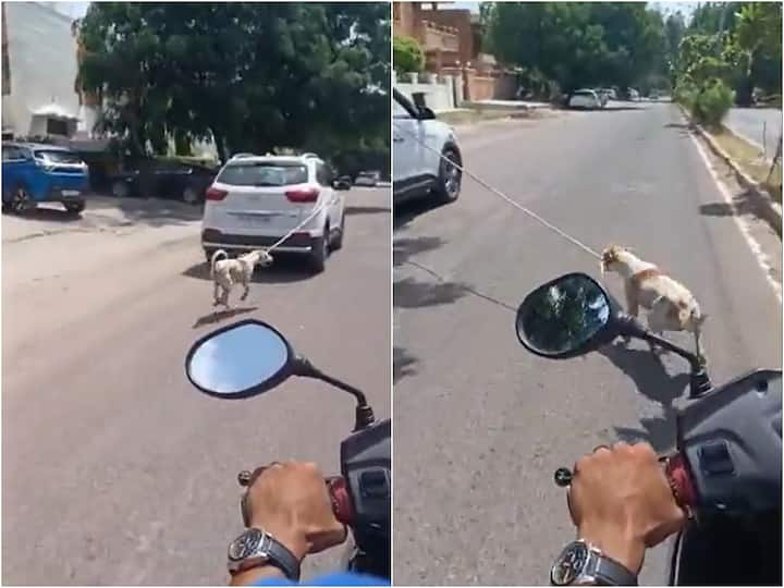Viral Video Jodhpur Dog Tied To A Car Being Dragged, Case Registered Against Driver Viral Video: మానవత్వం లేని డాక్టర్- కుక్కను కారుకు కట్టేసి, కిలోమీటర్లు లాక్కెళ్లి!