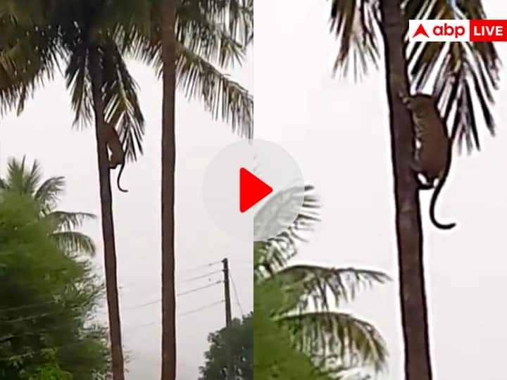 two leopards fight with each other and climb up coconut tree big wild cats in Nashik viral video on social media Viral Video: दो तेंदुओं में हुई इतनी तगड़ी फाइट, एक जान बचाकर बिजली की रफ्तार से नारियल के पेड़ पर चढ़ा