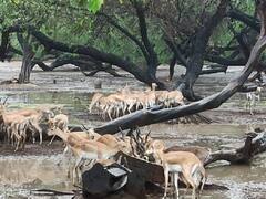 दिल्ली के चिड़ियाघर में बढ़ रही हिरण की संख्या, 4 महीने में हुआ 26 बच्चों का जन्म