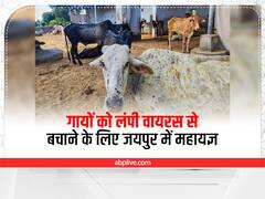 गायों को लंपी वायरस से बचाने के लिए महायज्ञ, जयपुर महापौर बोलीं- संक्रमण कम नहीं होने तक रहूंगी नंगे पैर