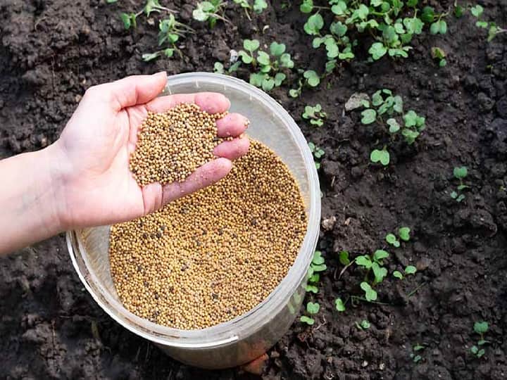 Uttar Pradesh government Will distribute free mini kits of improved mustard and ragi seeds to farmers Subsidy Offer: मुफ्त में मिल रहे हैं सरसों और रागी के उन्नत बीज, सिर्फ इन्हीं किसानों मिलेगा फायदा