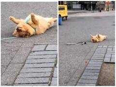 आलसी कुत्ते को देख नहीं रुकेगी हंसी, पार्क में खेलने के बजाए करता दिखा आराम