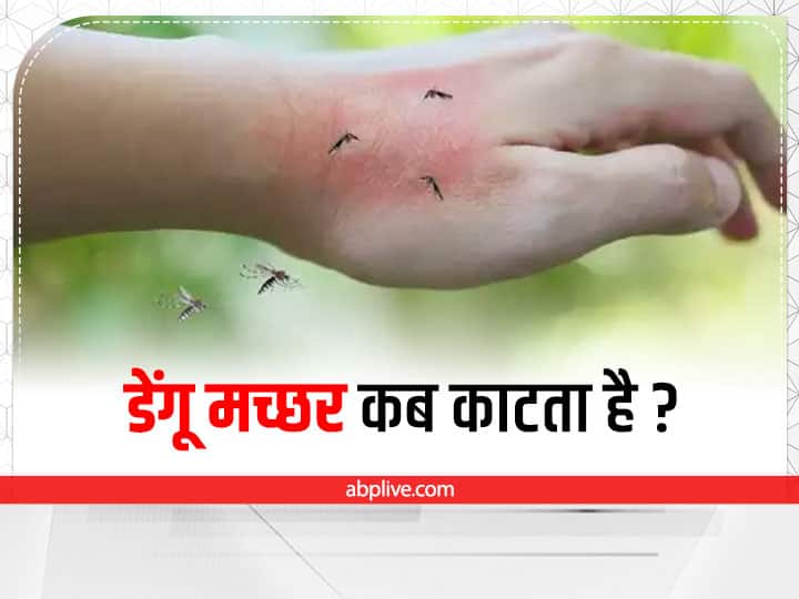 What is the time of dengue mosquito bite in Hindi Dengue Precaution: डेंगू के मच्छर से आप कैसे बच सकते हैं? सीजन चल रहा है सावधान रहने में ही भलाई