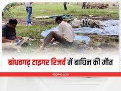 बांधवगढ़ टाइगर रिजर्व में संदिग्ध परिस्थिति में बाघिन की मौत से हड़कंप, जांच में जुटे अधिकारी