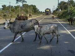 गुजरात के सैकड़ों पशुपालकों ने की ‘महापंचायत’, छुट्टा मवेशियों पर विधेयक निरस्त करने की मांग