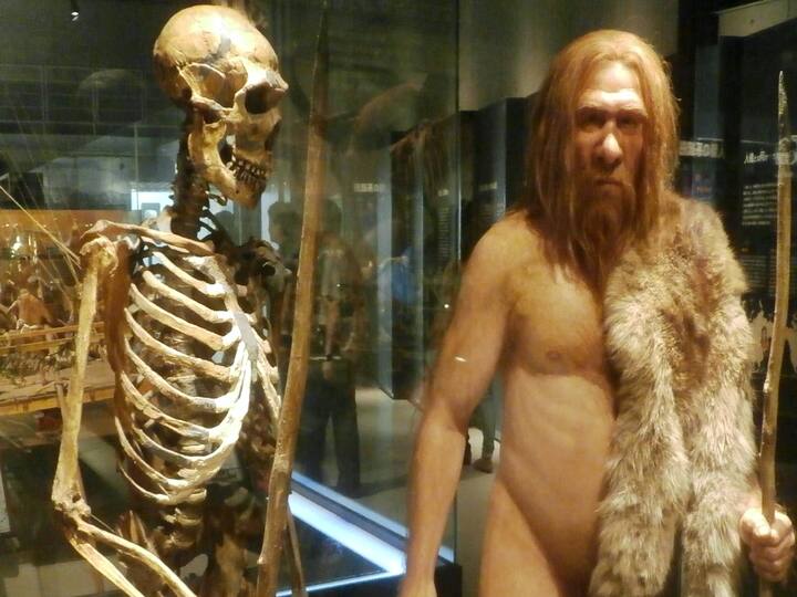 Gene mutation made modern humans produce more neurons than Neanderthals పురాతన మానవులు ఎందుకు అంతరించిపోయారు?