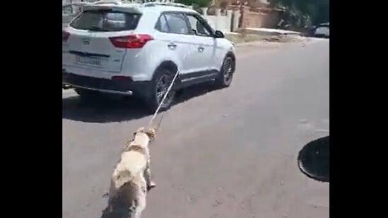 Caught On Camera: Dog Tied To Car, Dragged Around Rajasthan City. Driver Booked Caught On Camera: Dog Tied To Car, Dragged Around Rajasthan City. Driver Booked