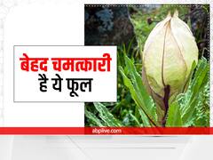 Vastu Tips: घर में लगा लिया ये सफेद फूल तो खिल उठेगा भाग्य, सुख-संपत्ति में होगी वृद्धि