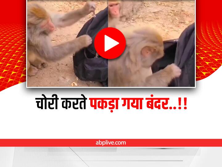 thief Monkey opens zips of tourist bag and stolen fruits from it funny viral video on social media Funny Video: आदमी का बैग खोलकर चोरी करता दिखा एक बंदर, वीडियो देखकर हंसी नहीं रुकेगी