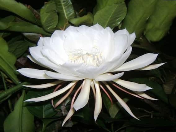 Vastu Tips: घर में लगा लिया ये सफेद फूल तो खिल उठेगा भाग्य, सुख-संपत्ति में होगी वृद्धि