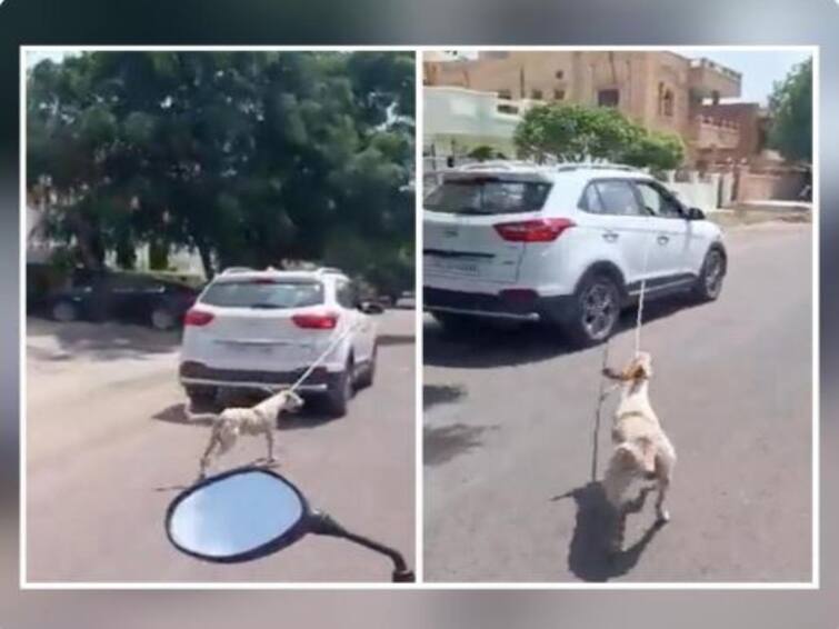 Rajasthan: Case registered against well know doctor for cruelty towards his dog in Jodhpur Video : வளர்ப்பு நாயின் கழுத்தில் கயிற்றை கட்டி இழுத்து பயணித்த கொடூரம்.. பிரபல மருத்துவர் மீது வழக்குப்பதிவு..