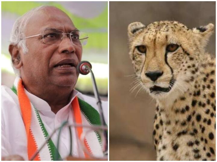 Mallikarjun Kharge took a jibe at BJP tells the name of eight cheetah चीतों के पुनर्वास पर राजनीति! मल्लिकार्जुन खड़गे ने बताए 8 चीतों के नाम, पहले कांग्रेस ने 'प्रोजेक्ट चीता' पर ठोका था अपना दावा