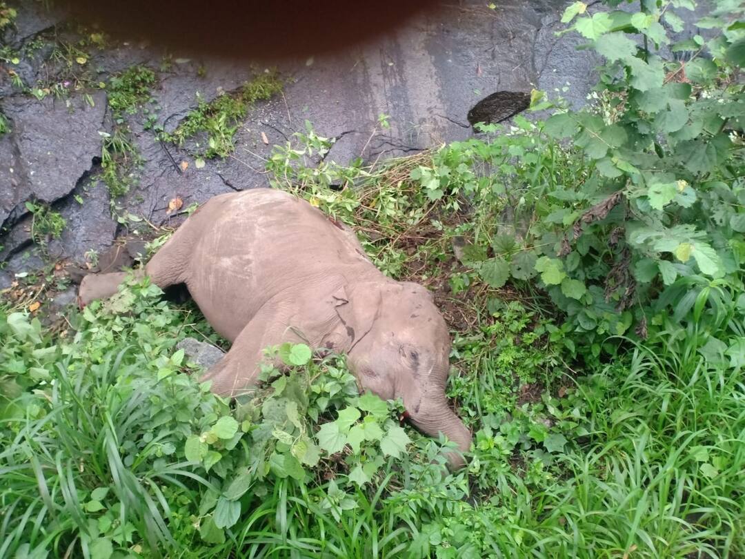 A female elephant died after falling from a mountain near Coimbatore TNN மலையின் விளிம்பில் சென்றபோது விபரீதம்.. தவறி விழுந்து இறந்த பெண் யானை.. பதைபதைக்கும் கிராம மக்கள்