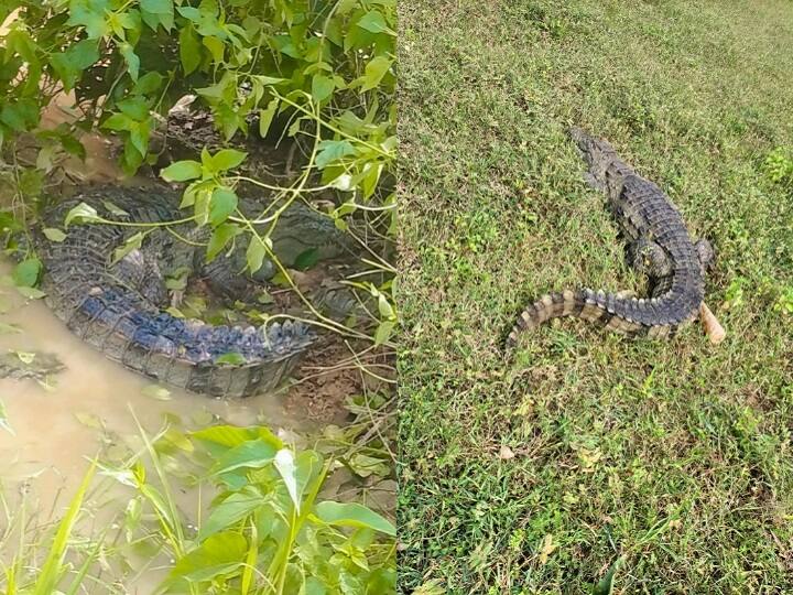 MP Crocodile Forest Department Caught Crocodile After Rescue in Singrauli ann MP: सिंगरौली में खेत में पहुंचा पांच फीट लंबा मगरमच्छ, 6 घंटे के रेस्क्यू के बाद वन विभाग ने पकड़ा