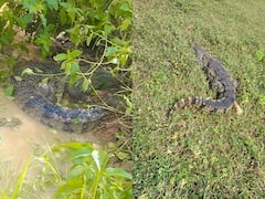 सिंगरौली में खेत में पहुंचा पांच फीट लंबा मगरमच्छ, 6 घंटे के रेस्क्यू के बाद वन विभाग ने पकड़ा