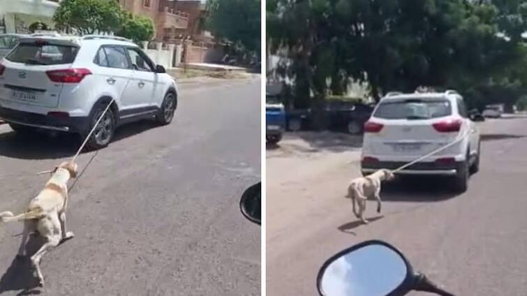 Viral Video : Dog tied to a car being dragged in jodhpur Viral Video: ડૉક્ટરની હેવાનિયત, કૂતરાને કાર સાથે બાંધીને સડક પર ખેંચ્યો, સામે આવ્યો વીડિયો