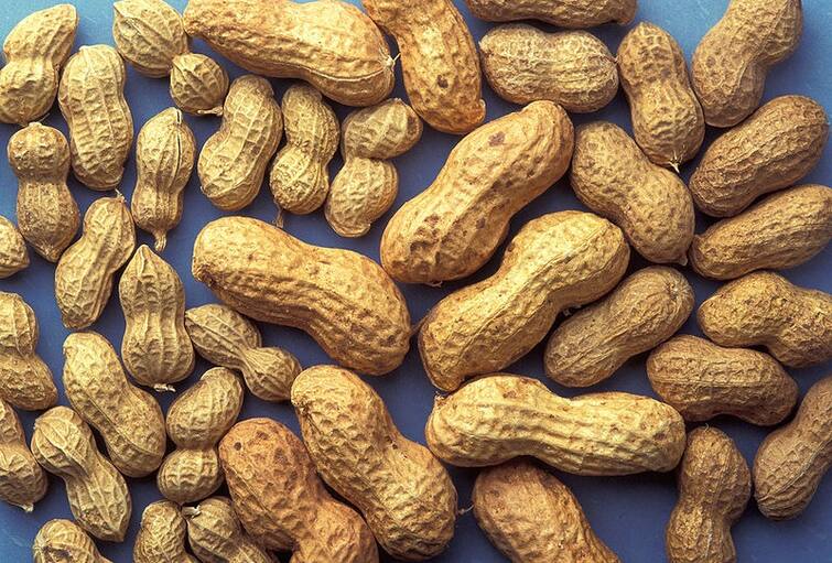 Side Effects of Peanuts disadvantages of peanuts marathi news Side Effects of Peanuts : थंडीत शेंगदाणे खायला आवडतायत? पण काळजी घ्या; सुरु होतील 'या' समस्या