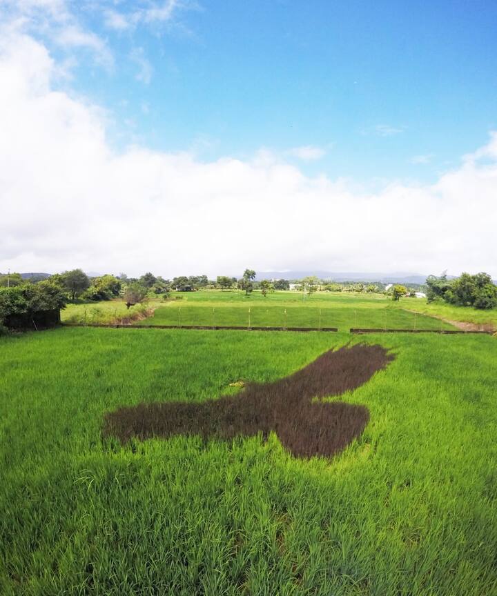 भरारी घेतलेल्या गरुडाचे‌ हे चित्र हिरव्या काळ्या भातरोपांच्या लावणीतून तयार केले आहे. कृष्ण गरूड सह्याद्रीच्या सर्वोच्च माथ्यावरच्या सदाहरित जंगल उतारांवर दिसतो.