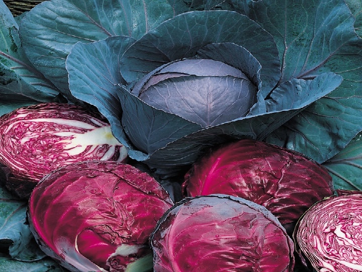 Red Cabbage Farming: पांच सितारा होटलों की शान है यह सब्जी,  इस तरह करेंगे खेती को हाथोंहाथ बिकेगी