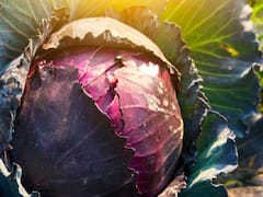 पांच सितारा होटलों की शान है यह सब्जी, इस तरह करेंगे खेती को हाथोंहाथ बिक जायेगी