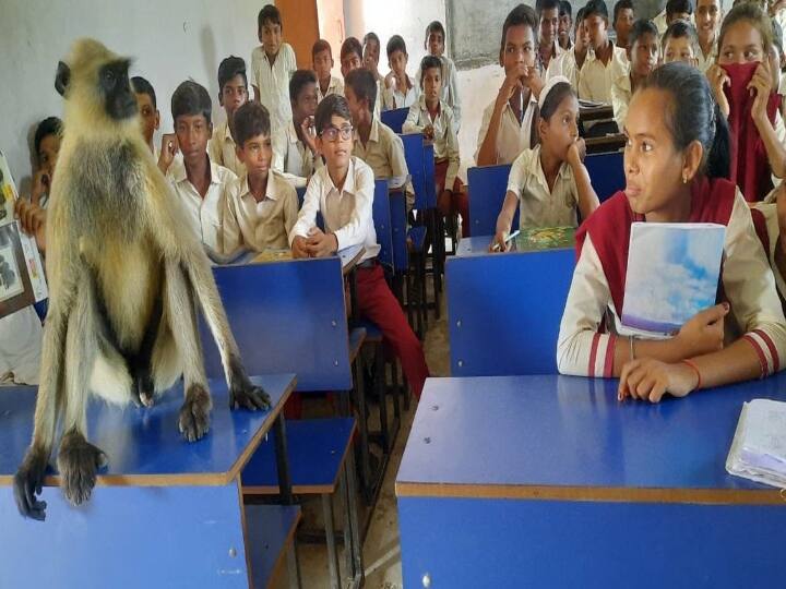 Monkey attends class with students in Jharkhand government school watch video Watch Video :  வகுப்பிற்குள் வந்த குரங்கு..! மாணவர்களுடன் அமர்ந்து பாடத்தை கவனித்து அசத்தல்..!