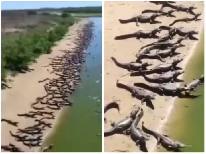 video of a large number of crocodile on a beach in Brazil has gone viral Video: समुद्र तट पर आई मगरमच्छ की बाढ़, इतने मगरमच्छ आपने एक साथ कभी नहीं देखे होंगे