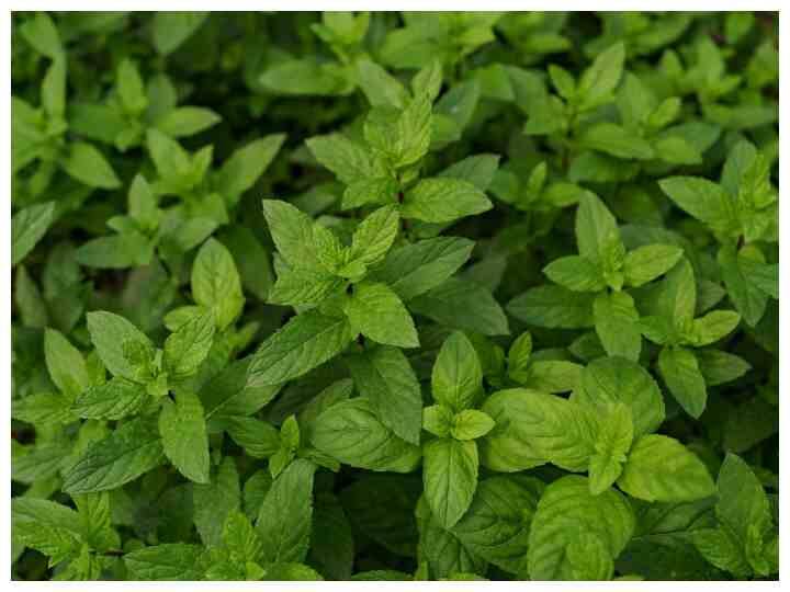 तुलसी की पत्तियों को रोजाना चबाने से सर्दी-जुकाम और संक्रमण से जुड़ी बीमारियों को दूर कर सकते हैं. (Photo - Freepik)