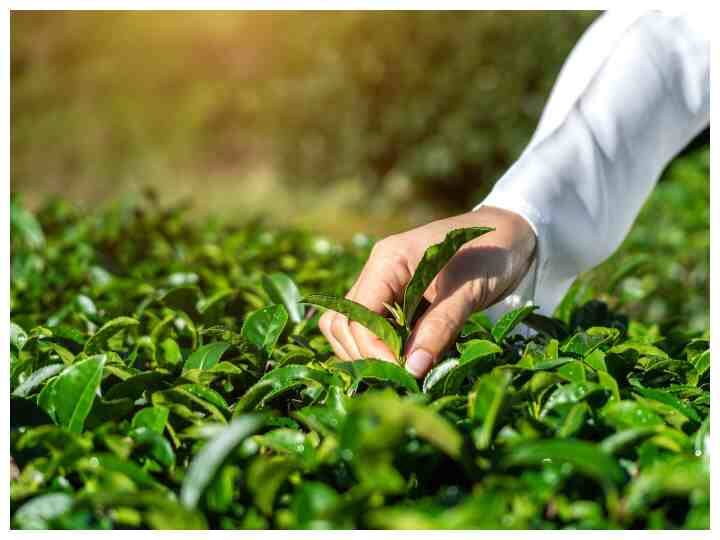 प्राकृति से हमें कई ऐसी चीजें मिली हैं जो विटामिन्स और मिनरल्स से भरपूर होती हैं. पत्तियां इन्हीं में से एक है. ऐसी कई पत्तियां है जिसे आप रोजाना चबाकर कई बीमारियों को दूर कर सकते हैं. आइए जानते हैं इन पत्तियों के बारे में- (Photo - Freepik)