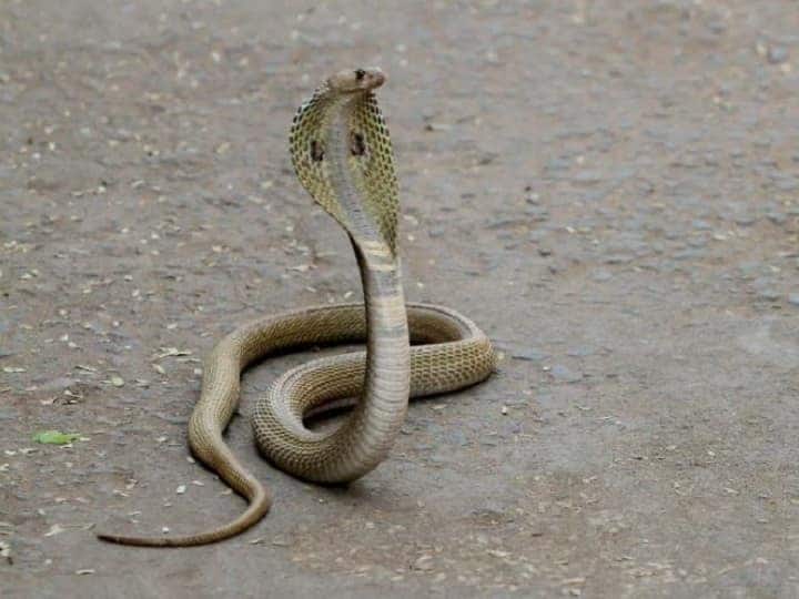 In Gurugram At least 70 snakes Rescued in this month Released Aravalli Hills Gurugram Snake: गुरुग्राम में एक महीने के अंदर रेस्क्यू किए गए 70 सांप, अरावली की पहाड़ियों पर छोड़ा