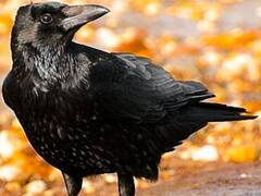 श्राद्ध पक्ष में महत्वपूर्ण माने जाने वाले कोओं की राजस्थान में घटी संख्या, जानें क्या है वजह