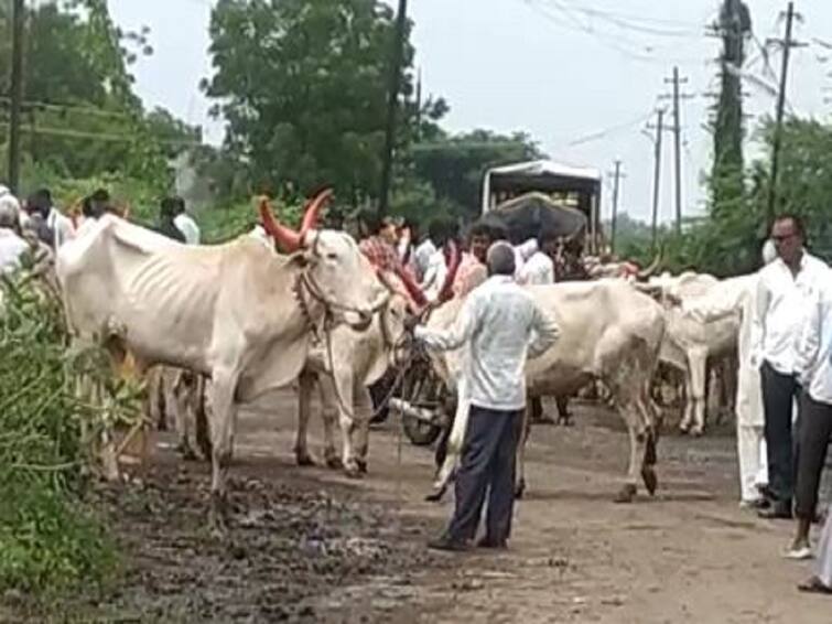 Lumpy Skin Disease Animal market was held in Dhule city without obeying the order of the district collector Lumpy Skin Disease : जिल्हाधिकाऱ्यांचा आदेश झुगारत धुळ्यात भरवला जनावरांचा बाजार, कारवाई होणार का? 