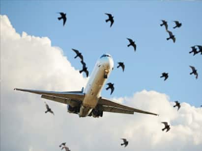 Video Shows Bird Flying Into US Military Jet, Causing It To Crash Watch Video: பறவைகள்தான் விபத்துக்கு காரணம் - ஒரு வருடம் கழித்து வெளியான விமான விபத்து வீடியோ!