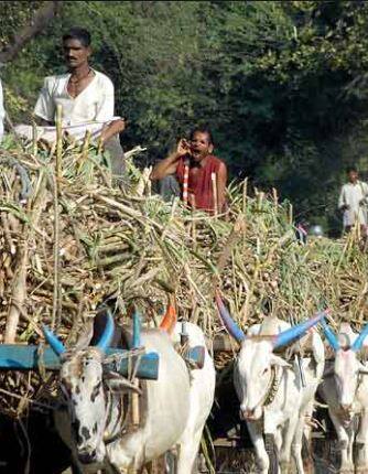 सलग दुसऱ्या वर्षी महाराष्ट्रात साखरेचं विक्रमी उत्पादन होणार