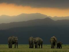 आज से पर्यटकों के लिए बंद हुआ जिम कॉर्बेट नेशनल पार्क का ढिकाला जोन, जानें- कब खुलेगा?