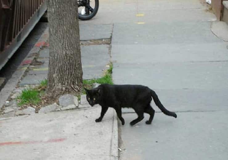 superstition related to cat why stop when cuts the path Logic Behind Superstition: बिल्ली ने रास्ता काटा तो अशुभ मानकर रुक जाते हैं, इस अंधविश्वास के पीछे की असली कहानी कुछ और है