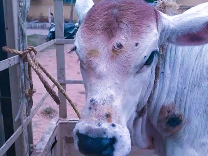 Due to Lumpy Virus 13 lakh 63 thousand Cows Vaccinated In Rajasthan ANN Lumpy Virus: राजस्थान में बेजुबानों को बचाने के लिए संघर्ष जारी, 13 लाख से अधिक गायों को लगा लंपी वायरस का टीका