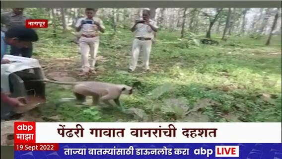 Nagpur : पेंढरी गावात वानरांचा हैदोस, ग्रामस्थांमध्ये दहशत, टॉवरवर चढलेलं वानर जेरबंद