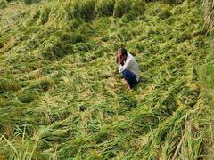 बारिश से फसल बचानी है तो मेड़ काट दें, कृषि विभाग की किसानों को एडवाइजरी