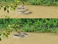 Water Dogs: కోనసీమ జిల్లాలో నీటి కుక్కలు కనువిందు, వాటిని చూసేందుకు భారీగా తరలివచ్చిన స్థానికులు