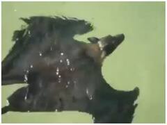 पानी में तैरता नजर आया पेड़ पर उल्टा लटकने वाला चमगादड़, वीडियो वायरल