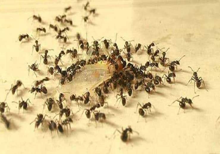 Scientists calculated total ants on Earth total number of ants Total Ants On Earth: लो जी वैज्ञानिकों ने तो वो कर दिखाया जो नामुमकिन है! गिन के बता दिया धरती पर कितनी चीटियां हैं?