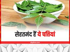 तुलसी, आम, मेथी सहित इन 7 पौधों की पत्तियों से मिट जाते हैं कई रोग, देखें पूरी लिस्ट