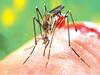 Dengue cases In Punjab: पंजाब में अब डेंगू ने पकड़ी रफ्तार, पिछले 3 हफ्तों में दोगुने हुए केस, 4 की मौत