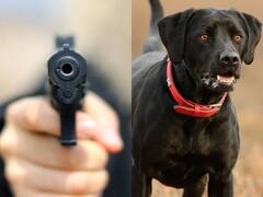 Bengaluru: कुत्ते के भौंकने से नाराज शख्स ने बेजुबान पर चलाई ताबड़तोड़ गोलियां, मौके पर ही मौत