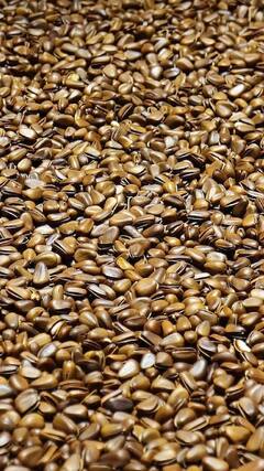 Health Tips : अळशी खाण्याचे 'हे' आहेत आश्चर्यकारक फायदे!