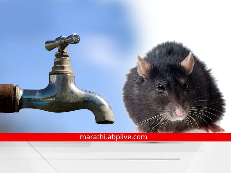 Aurangabad Water Issue a rat shut off water supply of an entire Aurangabad city; Time to use water sparingly काय सांगता! उंदराने अख्ख्या शहराचा पाणीपुरवठा बंद पाडला; औरंगाबाद शहरवासियांवर पाणी जपून वापरण्याची वेळ