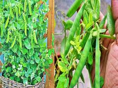 अब बालकनी और छत पर उगायें ताजा हरी मटर, छोटे से गमले या कंटेनर से चल जाएगा काम