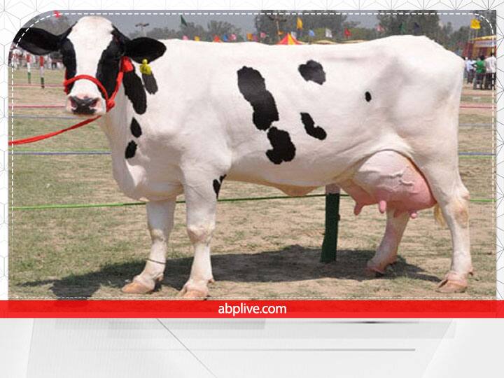 गाय का सपना देखने का मतलब है कि आने वाले दिनों में आपको कई तरह की खुशियां मिलने वाली हैं. आपके परिवार का माहौल खुशनुमा रहेगा और आपको व्यापार में भी अच्छा लाभ होगा.