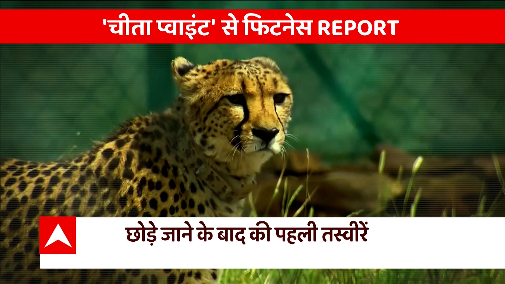 cheetah-in-india-latest-news-photos-and-videos-on-cheetah-in-india