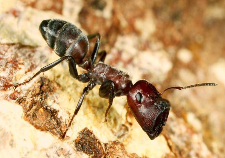 know about colobopsis explodens ants gk fact Interesting Facts About Ants: अपने साथियों को बचाने के लिए शहादत देने वाली चींटियां, जानिए इनसे जुड़े दिलचस्प तथ्य